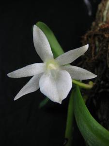 Angraecum cucullatum