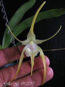 Aeranthes grandiflora