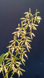 Prosthechea prismatocarpa