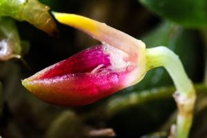 Bulbophyllum membranaceum