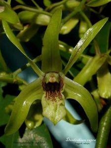 Dendrobium capra
