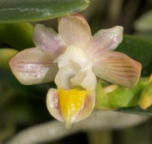 Pelatantheria bicuspidata