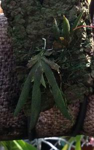 Macroclinium manabinum