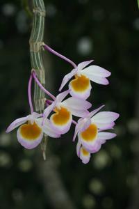 Dendrobium crepidatum