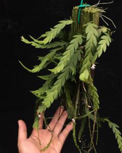 Dendrobium rhodostele