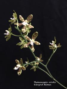 Phalaenopsis viridis