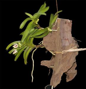 Vanda flavobrunnea
