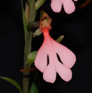 Habenaria rhodocheila subsp. rhodocheila