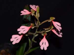 Habenaria rhodocheila subsp. rhodocheila