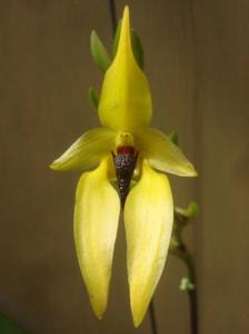Bulbophyllum amplebracteatum subsp. carunculatum