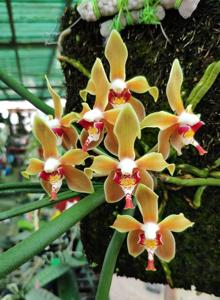 Paraphalaenopsis denevei