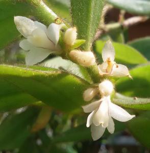 Trichotosia pulvinata