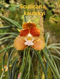 Scuticaria kautskyi