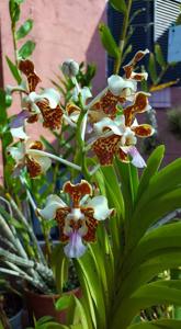 Vanda tricolor var. planilabris