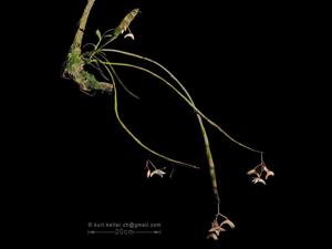 Dendrobium platygastrium