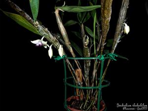 Dendrobium rhodochilum