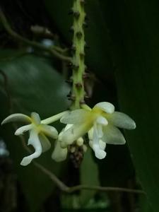 Brachypeza indusiata