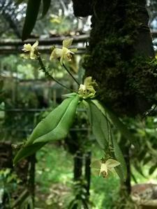 Grosourdya multistrata