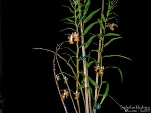 Dendrobium khanhoaense