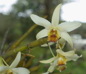 Dendrobium heterocarpum
