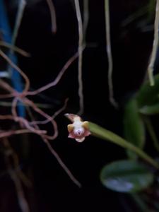 Dendrobium transversilobum