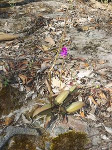 Phalaenopsis pulcherrima