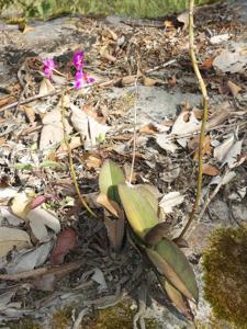 Phalaenopsis pulcherrima