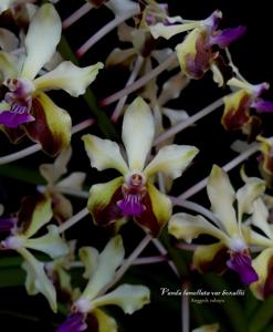 Vanda lamellata var. boxallii