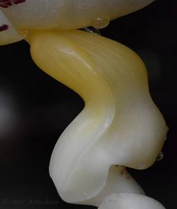 Stanhopea panamensis
