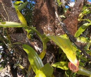 Coelogyne alba