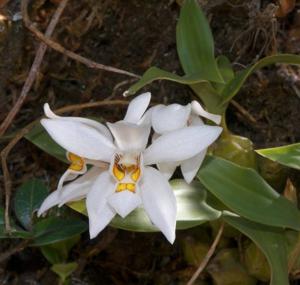 Coelogyne nitida
