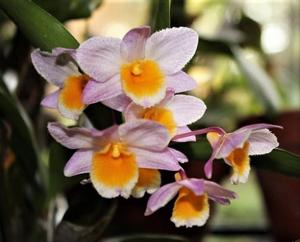 Dendrobium farmeri