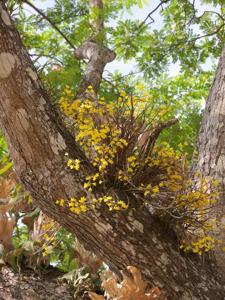 Dendrobium dixanthum