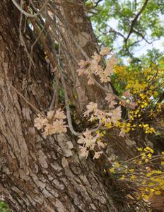 Dendrobium pulchellum