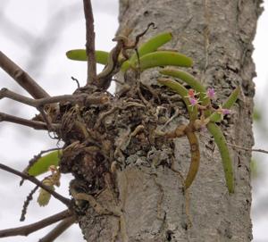 Cleisostoma arietinum