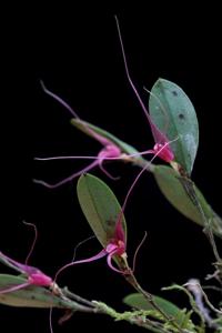 Stellamaris pergrata