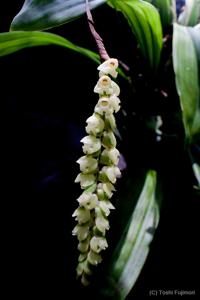 Coelogyne imbricata