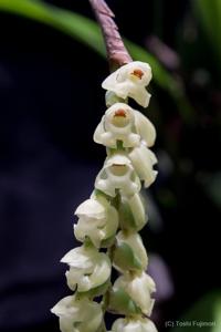 Coelogyne imbricata
