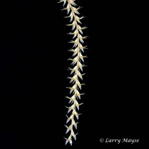 Coelogyne mearnsii