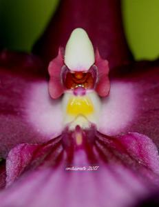 Miltonia moreliana