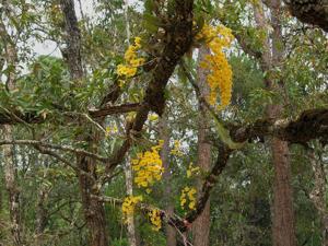 Dendrobium lindleyi
