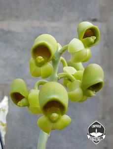 Catasetum complanatum