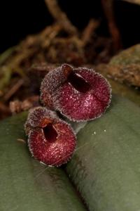 Dresslerella pertusa