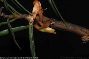 Dendrobium pachyglossum