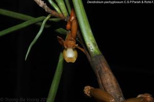 Dendrobium pachyglossum
