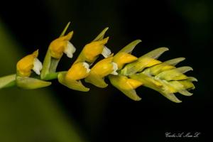Brassia andina