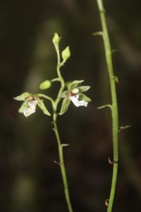 Paradisanthus bahiensis