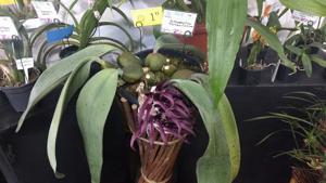 Bulbophyllum fletcherianum