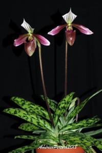 Paphiopedilum purpuratum