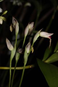 Serapias lingua